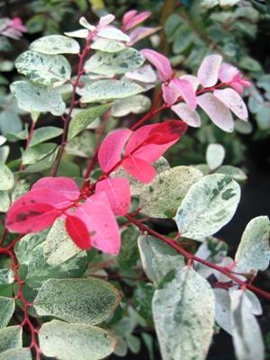 BREYNIA disticha Hawaiian Snowbush