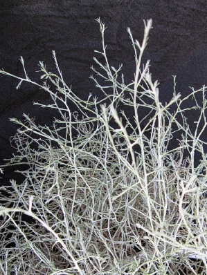 CALOCEPHALUS brownii 'Silver Bush'