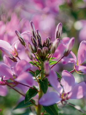 CLEOME Clio Magenta