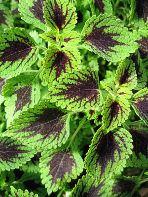 COLEUS Telltale Heart