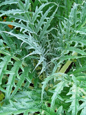 CYNARA cardonculus Florist Cardy