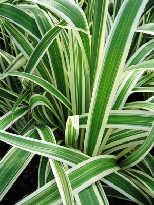 DIANELLA t. Variegata Variegated Dianella