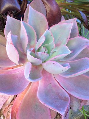 ECHEVERIA Afterglow