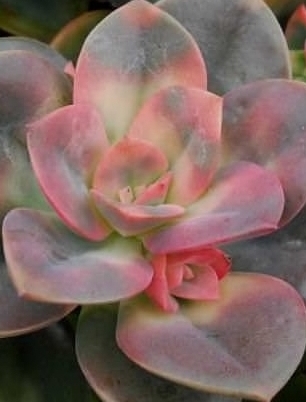 ECHEVERIA Chroma