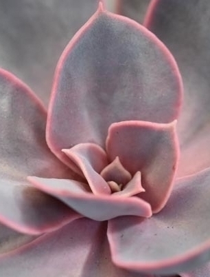 ECHEVERIA Purple Pearl