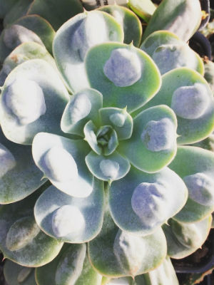 ECHEVERIA Raindrops