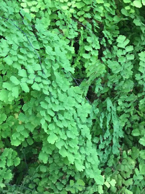 Fern Maidenhair