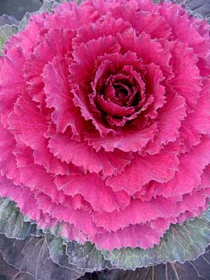 ORNAMENTAL CABBAGE Color Up Purple