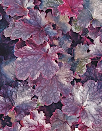 HEUCHERA Plum Pudding