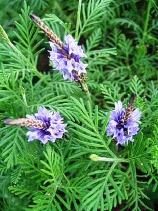 LAVANDULA canariensis