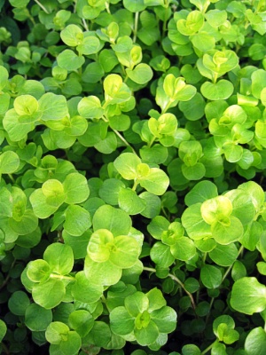 LYSIMACHIA Creeping Jenny