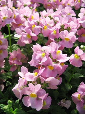 Nemesia Rose Pink