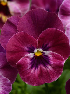 PANSY Cool Wave Raspberry