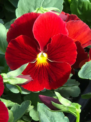 PANSY Matrix Scarlet