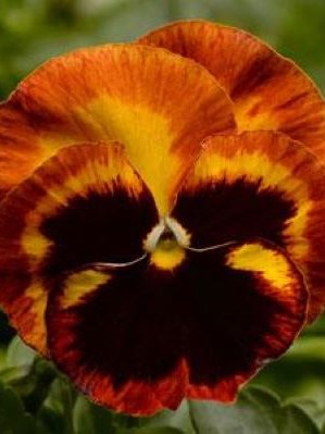 PANSY Solar Flare