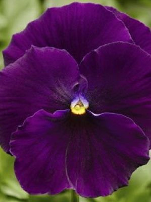 PANSY Delta Premium Pure Violet