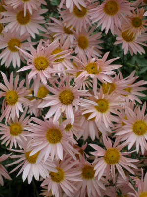 CHRYSANTHEMUM x rubellum Sheffield