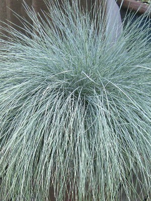 FESTUCA glauca Festina Blue