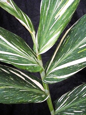 HEDYCHIUM hybrid Tahitian Flame