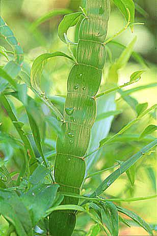 HOMALOCLADIUM platycladum Ribbon Plant