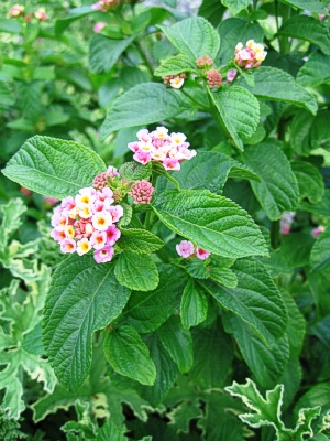 LANTANA dwarf Dennholm Pink: Landcraft Environments