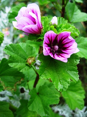 MALVA sylvestris Zebrina