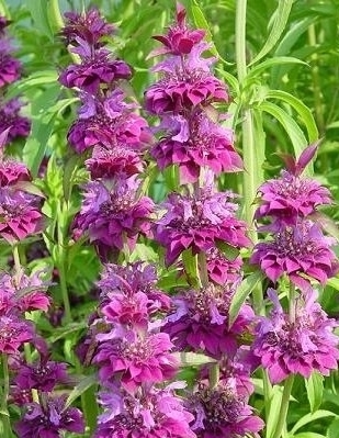 MONARDA x hybrida Bergamo