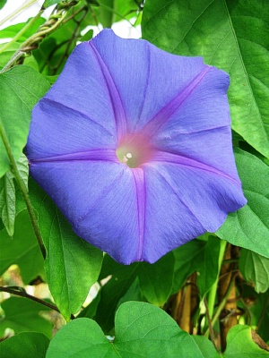 COLLECTION OF FLOWERS: BLUE DAWN FLOWER PHOTOS
