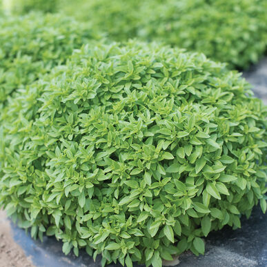 BASIL Spicy Bush