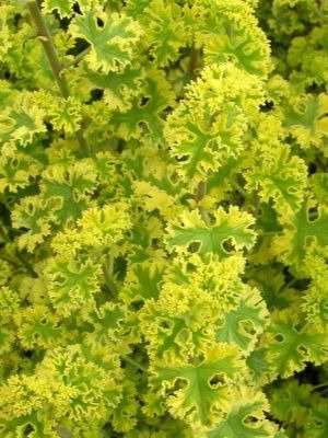 PELARGONIUM Cy's Sunburst Globe