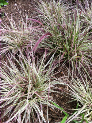 PENNISETUM Cherry Sparkler 2 Gal.