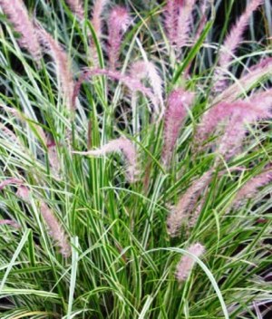 PENNISETUM Sky Rocket