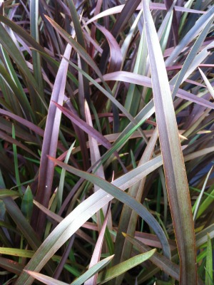 PHORMIUM Black Rage