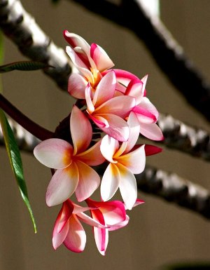 Plumeria - Pink