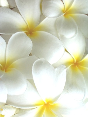 Plumeria White