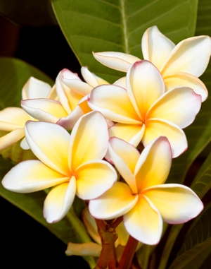 Plumeria Yellow