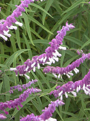 SALVIA leucantha Purple/White Bi color