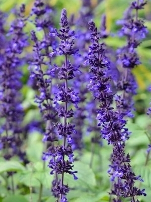 SALVIA Mystic Spires