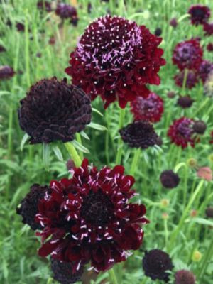 SCABIOSA Black Knight