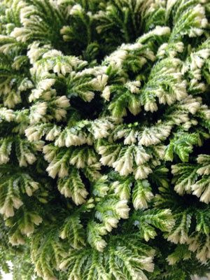 SELAGINELLA Frosty Fern