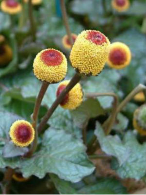 SPILANTHES Peek a Boo