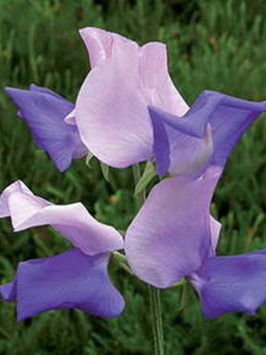 LATHYRUS odoratus Blue Ripple