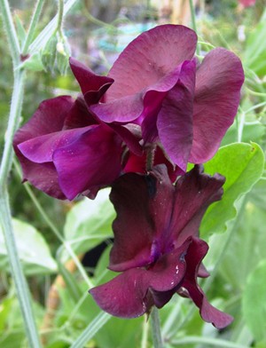 LATHYRUS odoratus Midnight