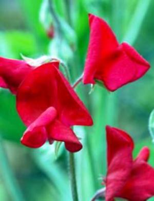 LATHYRUS - Red