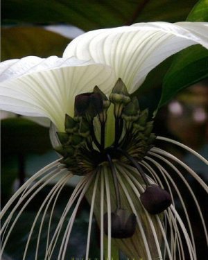 Tacca integrifolia - Bat Plant