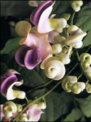 COCHLIASANTHUS caracalla Corkscrew Flower (F/K/A Vigna)