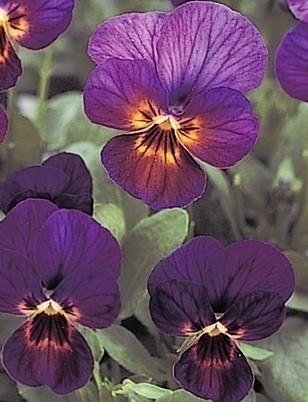 VIOLA Antique Plum