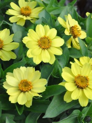 ZINNIA marylandica Double Zahara Yellow