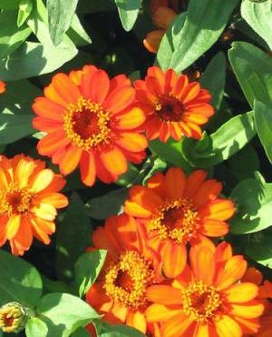 ZINNIA Profusion Fire