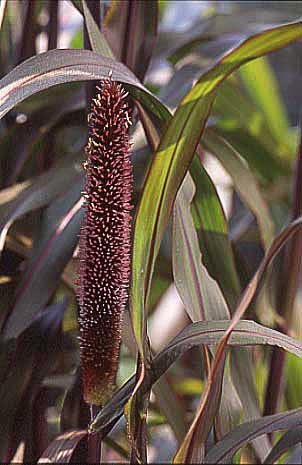 Millet ornamental Purple Majesty